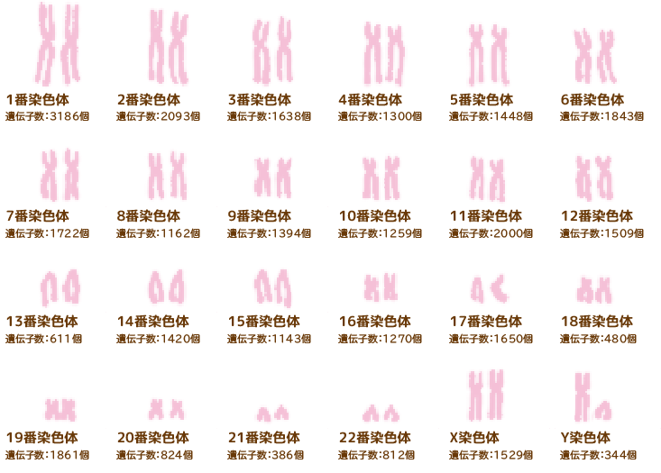 22種類の常染色体