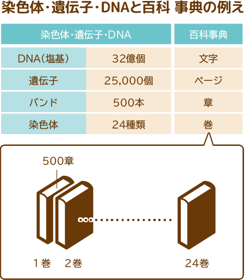 染色体・遺伝子・DNAと百科 事典の例え