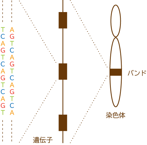 DNAと遺伝子と染色体