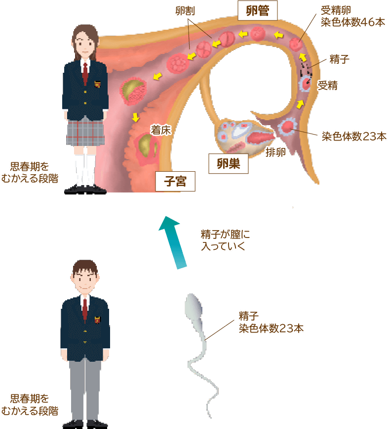 染色体・遺伝子・DNAと百科 事典の例え