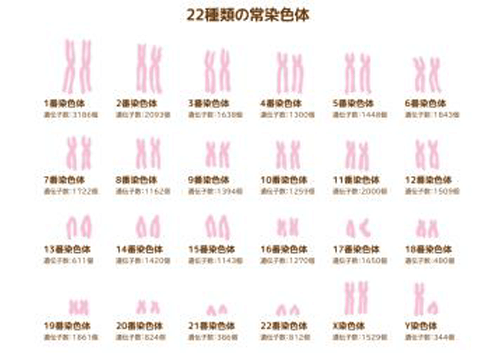 流産絨毛染色体検査(POC 検査)