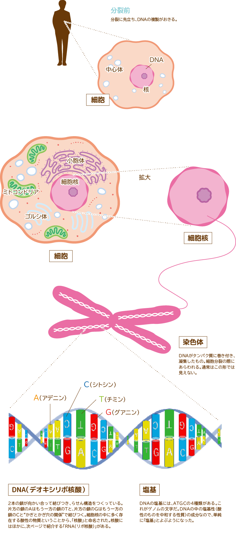 染色体と遺伝子とDNAの関係性