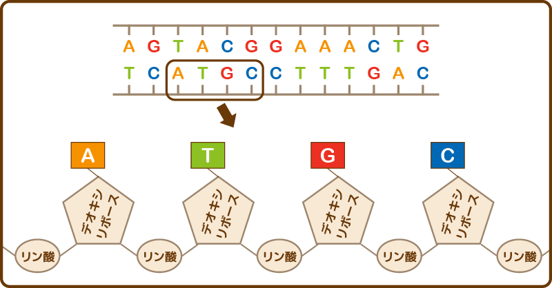 染色体と遺伝子とDNAの関係性
