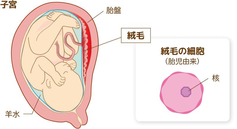 絨毛とは