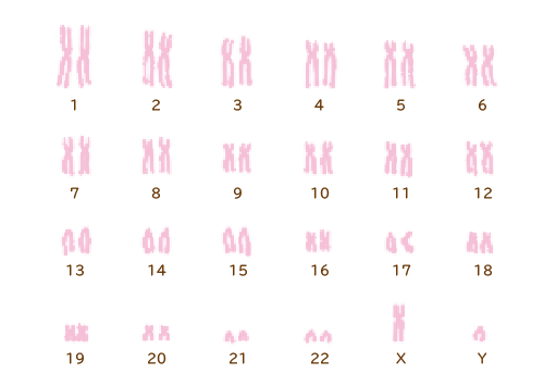 ヒトの染色体