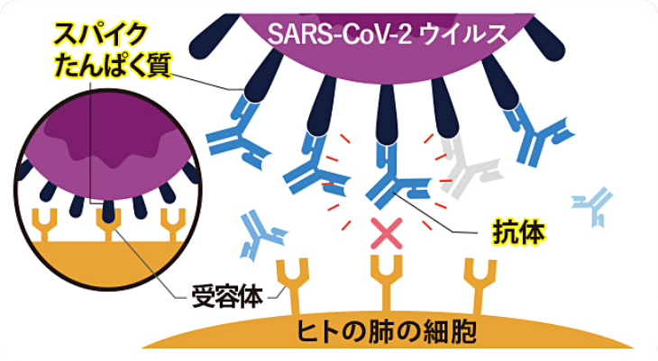 新型コロナウイルスとは？