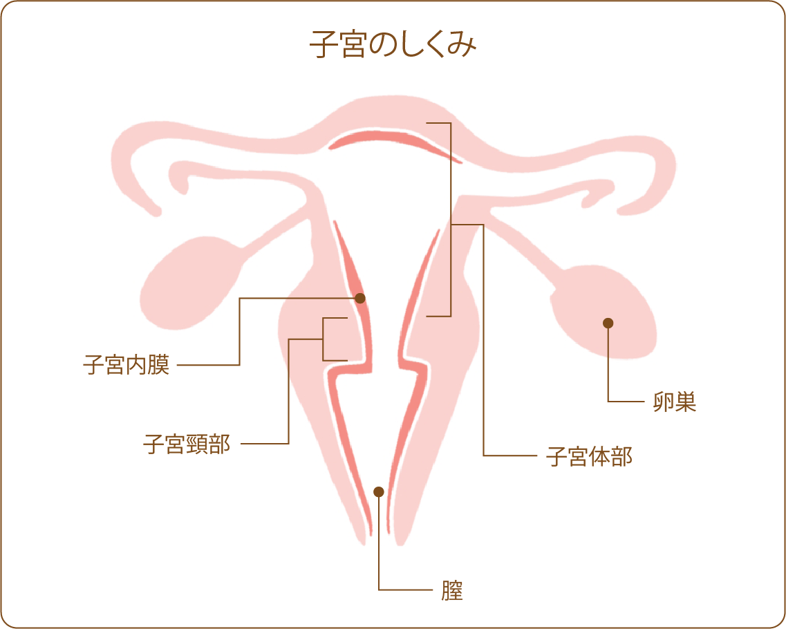 子宮のしくみ